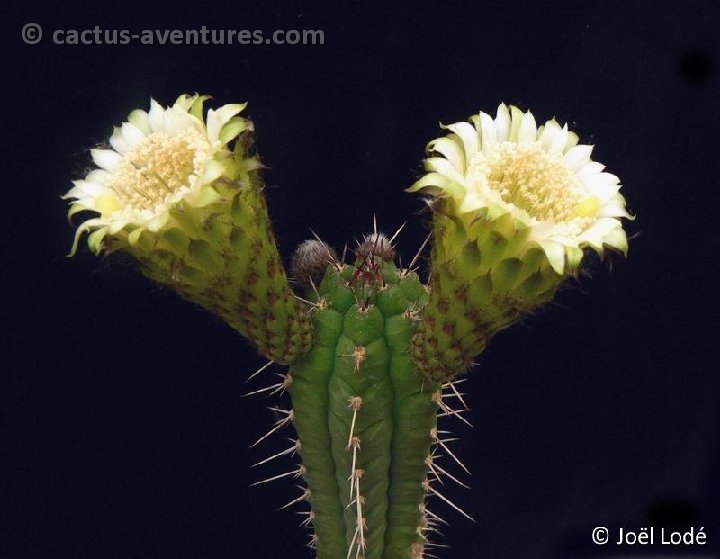 Rauhocereus riosaniensis P1330986